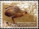 California Clapper Rail (Rallus longirostris obsoletus)